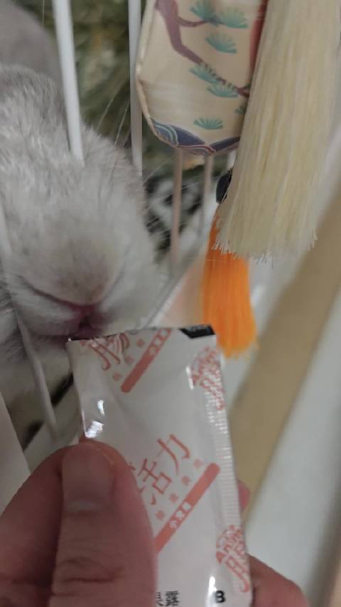 病弱兔子恢复活力越狱,主人惊叹体力惊人