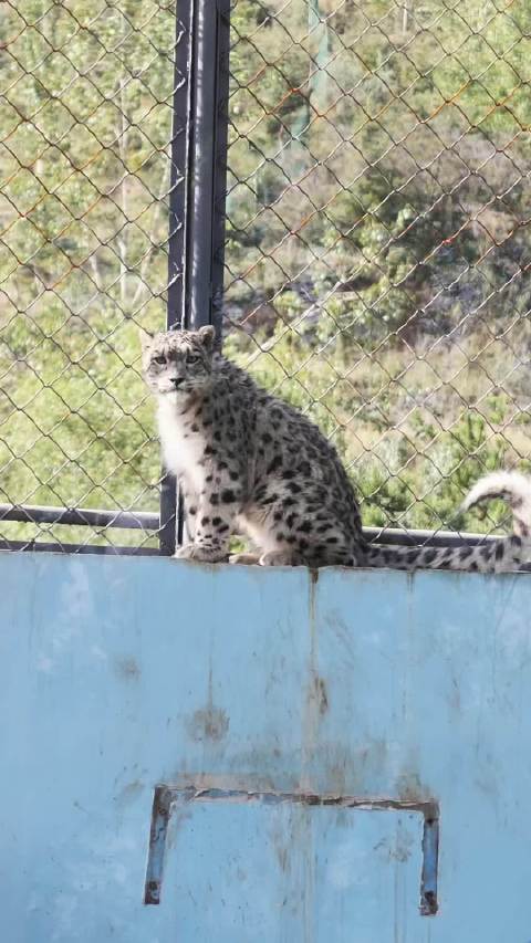 雪豹冬至夜寻火种守护雪山