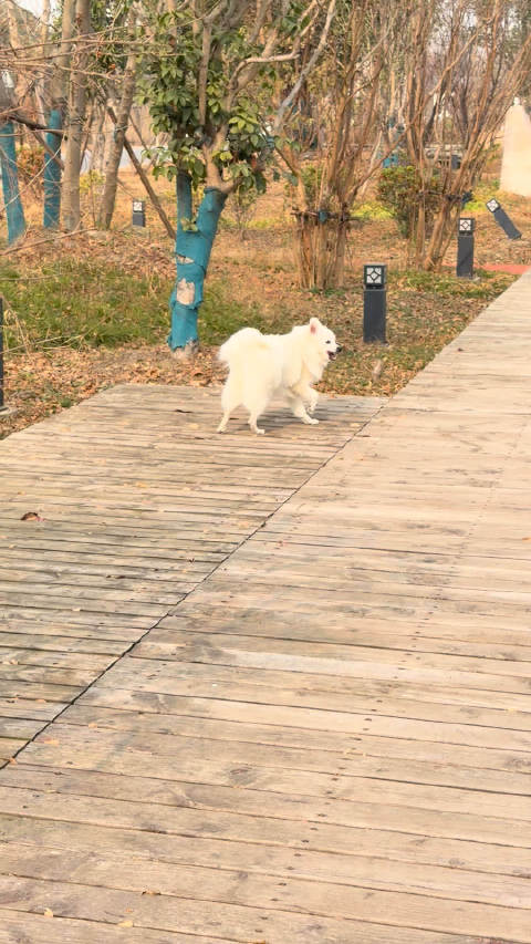 套哥被狗咬伤拒上药，新购洗衣机到货