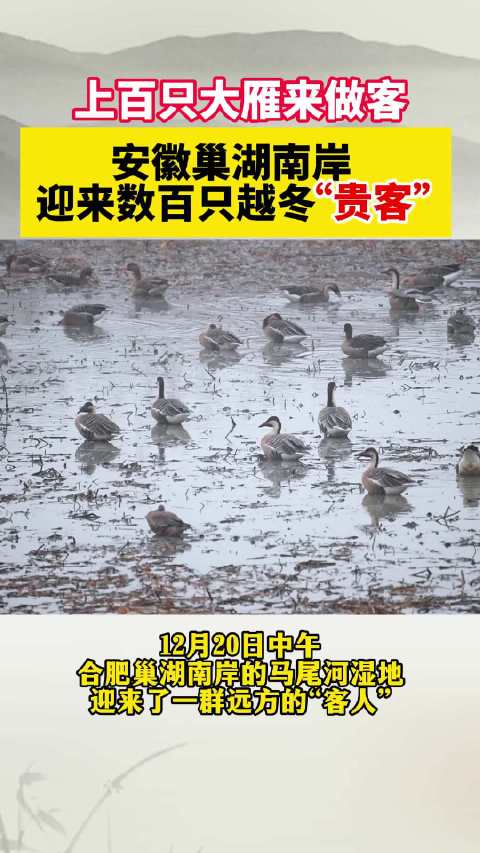 “嘎嘎——”洪亮的雁鸣划破冬日午后的静谧