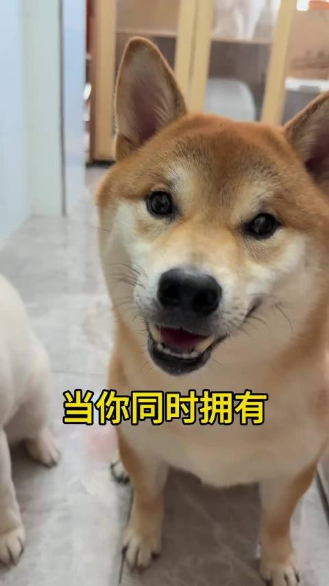 当你同时拥有浓狗和淡狗