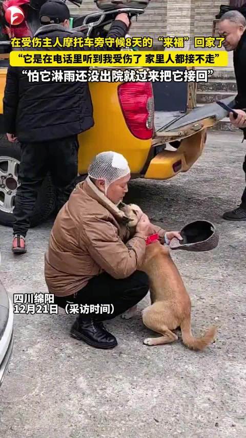 主人骑摩托受伤住院狗狗守车8天