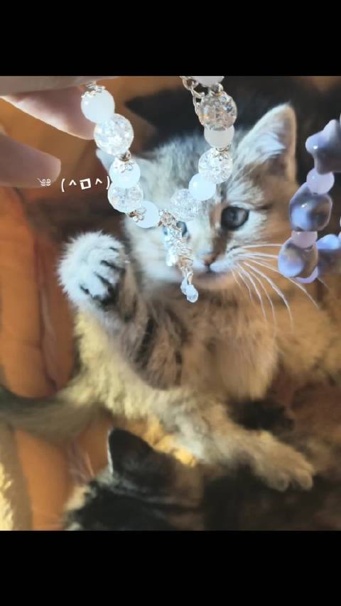 萌鼠了 张真源猫猫