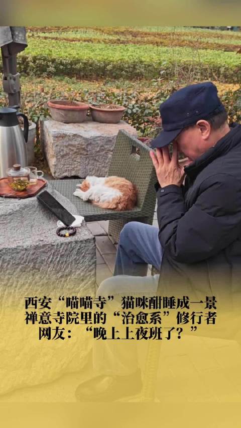 西安大兴善寺内的猫咪酣睡成一景