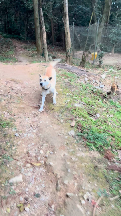 老孟为受欺小狗打造铆钉项圈变身朋克