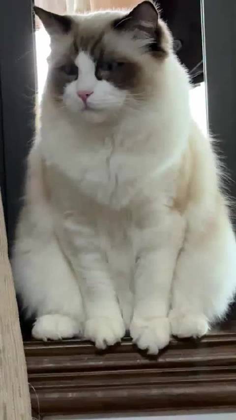 十斤的猫看着还是很小，什么时候才变大卡车