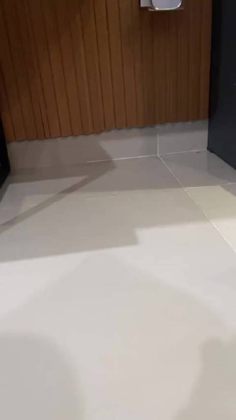 三花猫在猫猫眼里就是猫届刘亦菲呀