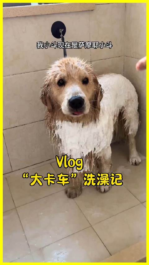 金毛洗澡变萨摩耶，铲屎官笑称大卡车