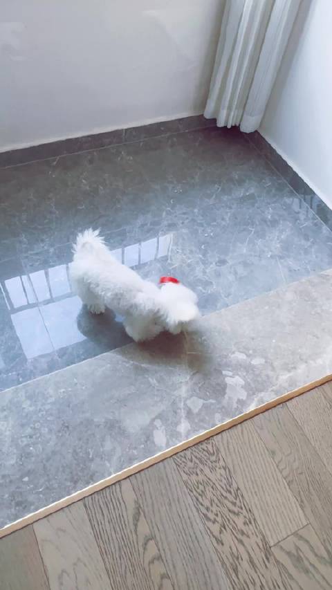 别人家的狗都去参加国际比赛了，我家的狗还在家和一个破瓶子玩命呢