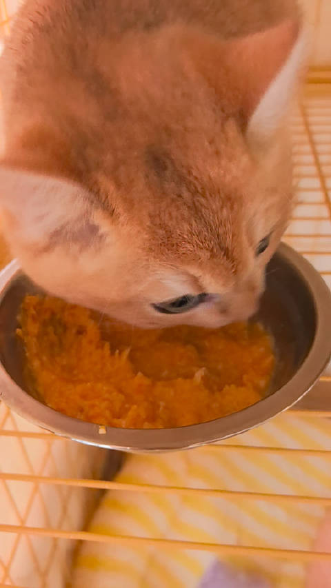 哥哥快看我的黄金小面包可爱吧 今天冬至给他做了南瓜鸡胸肉蛋黄泥吃得很开心