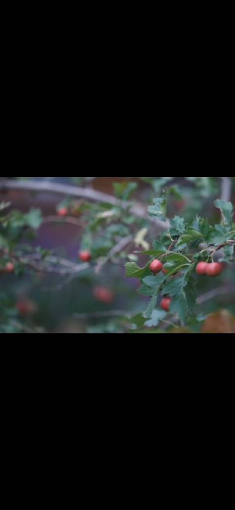 霍思燕商业版图曝光，潮牌宠物公益多领域投资