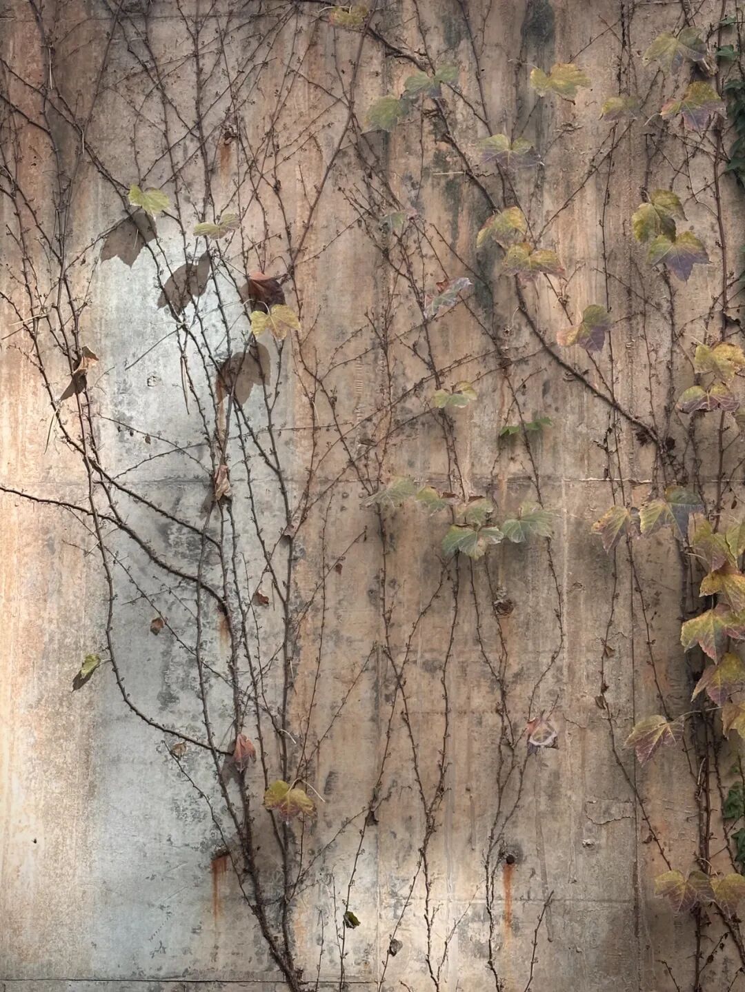 【给黎明写着信】“你这是品种桃，最多活十五年” | 连芷平