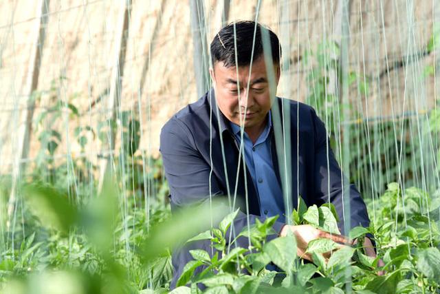 2025年11月12日，在甘肃省张掖市甘州区党寨镇马站村有机蔬菜园，马兆存在查看辣椒长势。新华社记者 王朋 摄