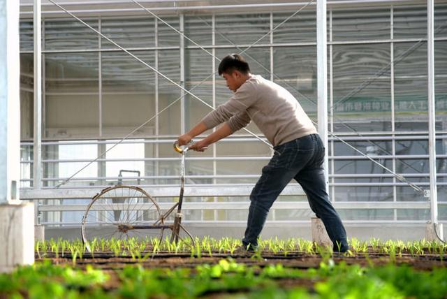 2025年11月12日，在甘肃省张掖市登海种业有限公司人工气候温室，工作人员在开展育种试验。新华社记者 王朋 摄