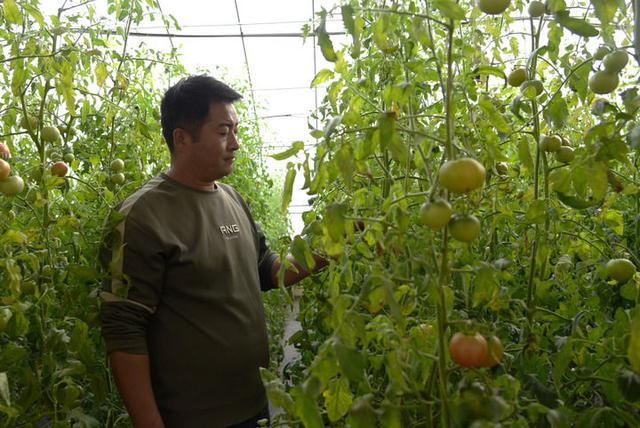 2025年11月14日，甘肃省酒泉市肃州区金佛寺镇上三截村村民李军国在查看番茄长势。新华社记者 王朋 摄