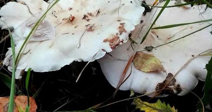 母女采蘑菇遭男子抢劫，重1.79公斤价值143.2元的白花脸蘑菇被抢走，法院：胡某犯抢劫罪，判处有期徒刑3年