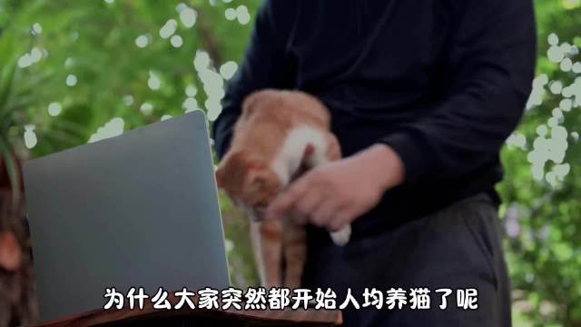 猫咪成理想伴侣，撸猫时光治愈人心