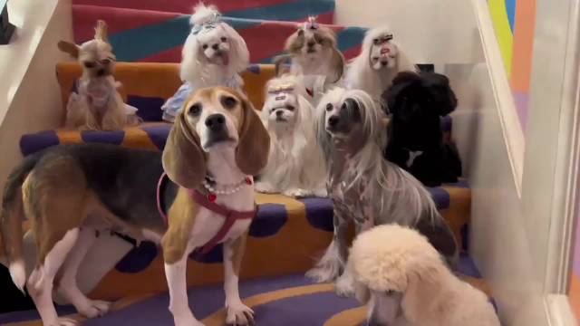 霍思燕爱犬随主人姓霍且照料精心