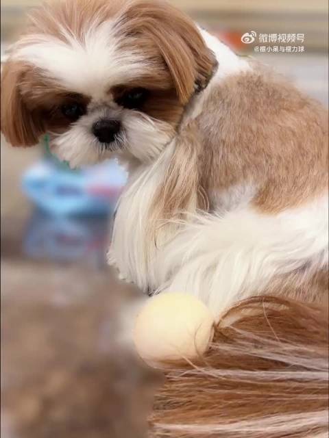 小呆呆的可爱时刻 @MIC檀健次JC-T 爸比，呆呆太可爱咯