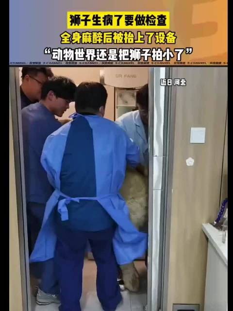 狮子生病了要做检查……全身麻醉后被抬上了设备，动物世界还是把狮子拍小了