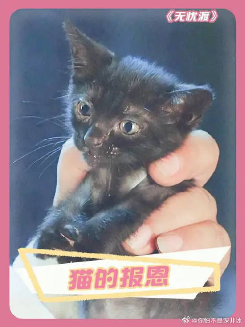 猫猫自己明明也是妖，却可以为了救人不顾一切去找捉妖师