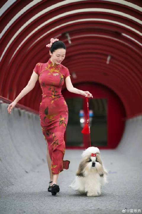 45岁霍思燕穿旗袍携爱犬国际获奖，身材引热议