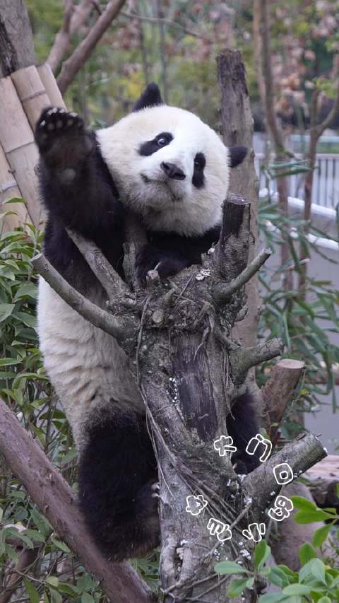 大熊猫好景超话晒照，朵朵显禾几萌态引关注