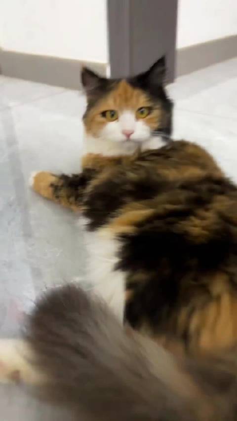 美丽的刘亦菲和糟糕的运镜