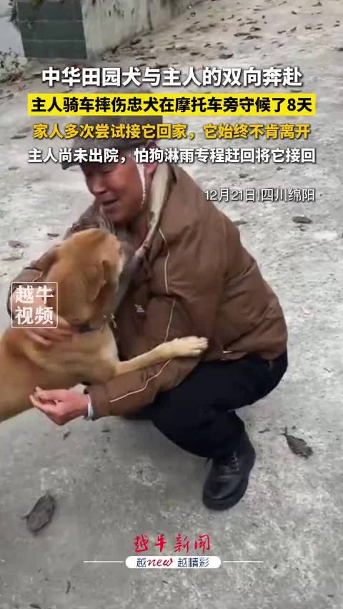 中华田园犬与主人的双向奔赴