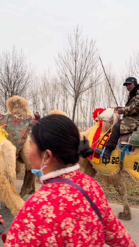 新疆东天山骆驼队抵华阴，抖音直播华山露营