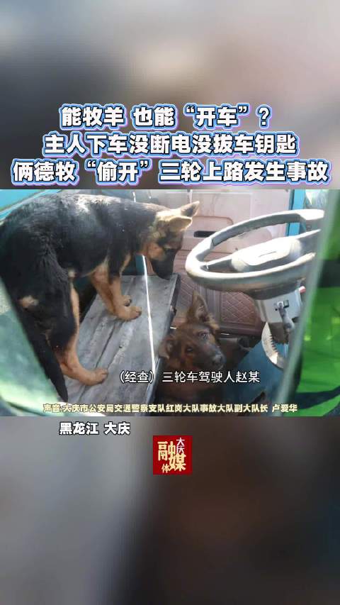 离奇车祸！两只牧羊犬开走主人三轮车撞上轿车