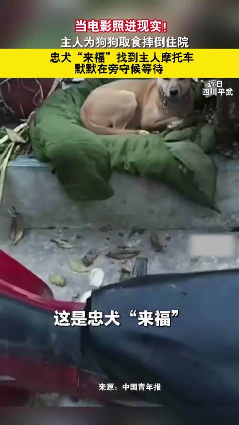 主人摔倒住院忠犬来福守护摩托车