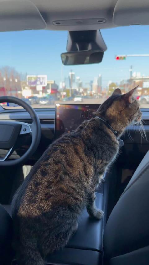 最新监督员“安全喵”