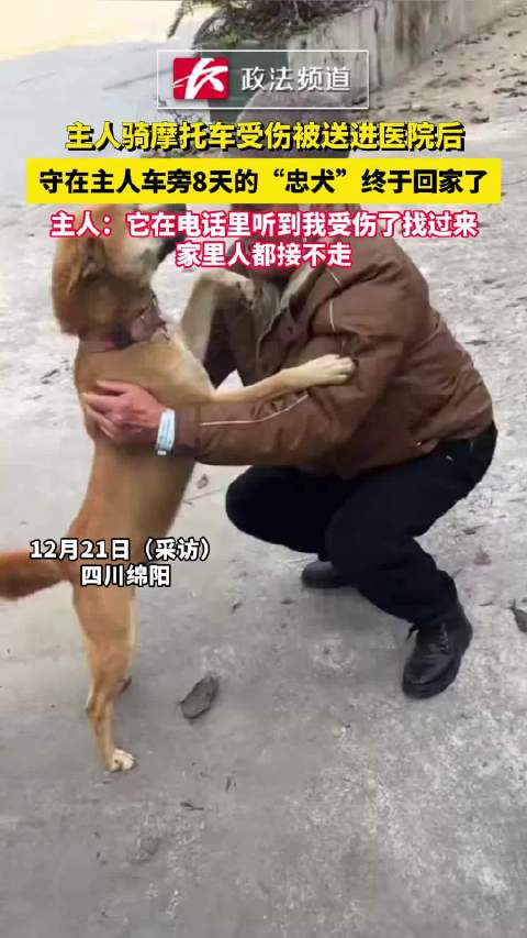 主人骑摩托车受伤被送进医院后，守在主人车旁8天的“忠犬”来福终于回家了 主人：它在电话里听到我受伤找过来，家里人都接不走