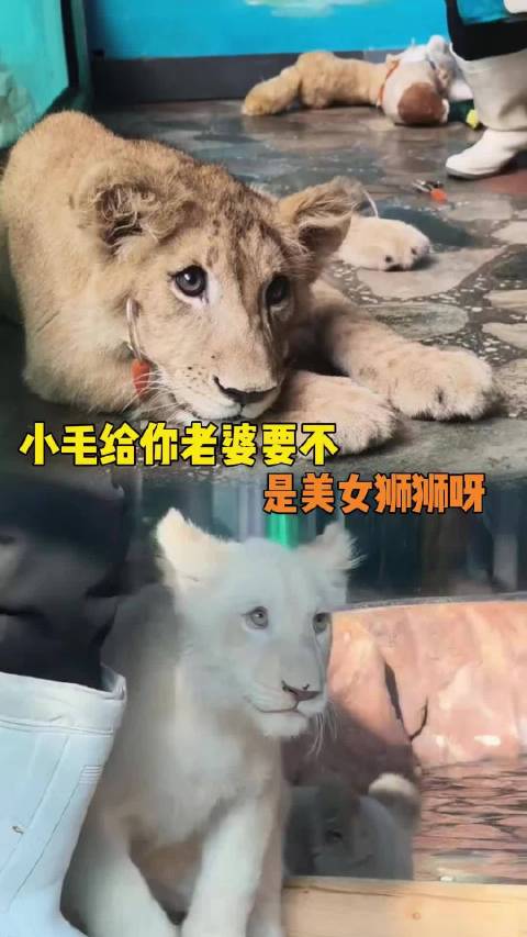 狮子界刘亦菲！这门亲事我同意了