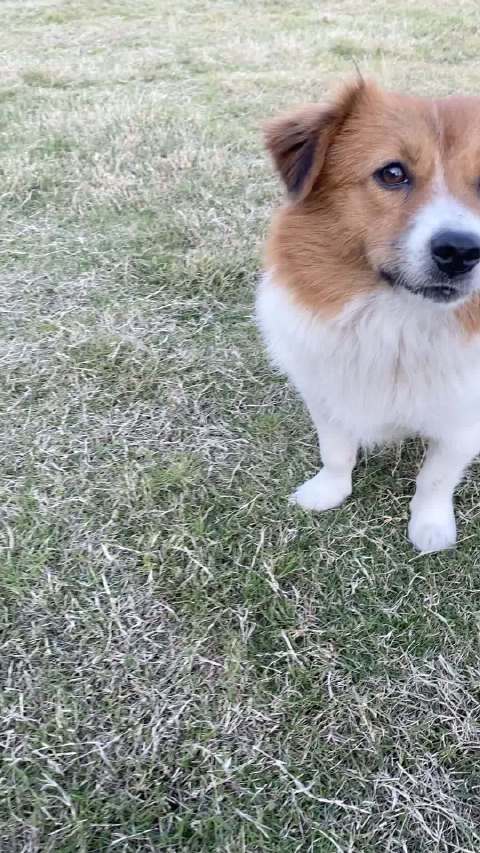 合肥魏阿姨基地2岁田园犬花花待领养