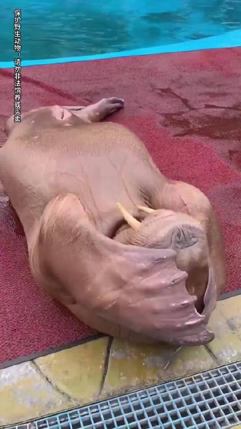 海豹海狮海狗傻傻分不清？