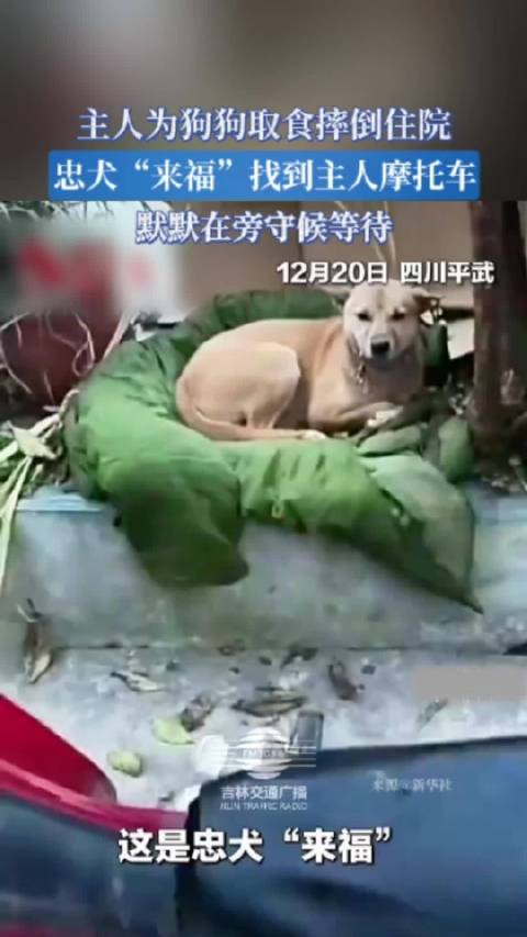 主人摔倒住院，忠犬来福守护摩托车