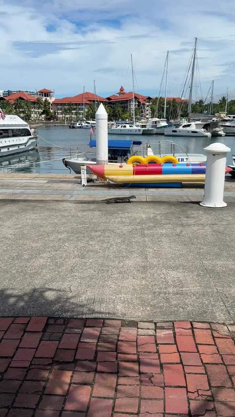 路遇一只哥斯拉幼崽，太惊喜了！还会游泳！