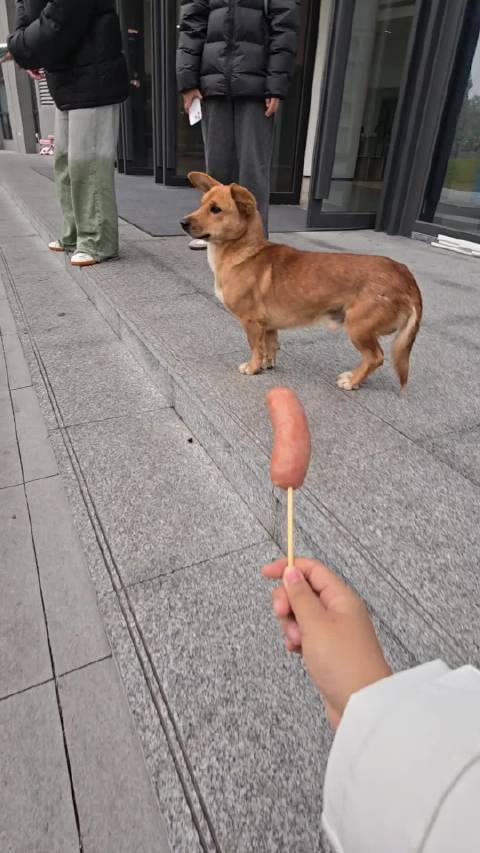 楼下的小黄不吃咋办啊 我的真心就这样被辜负 王源我要你哄我