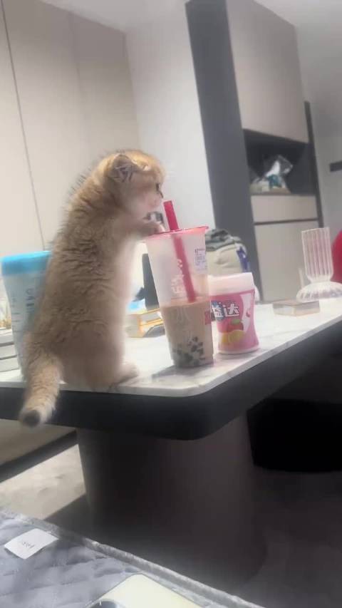 春春和奶茶比身高