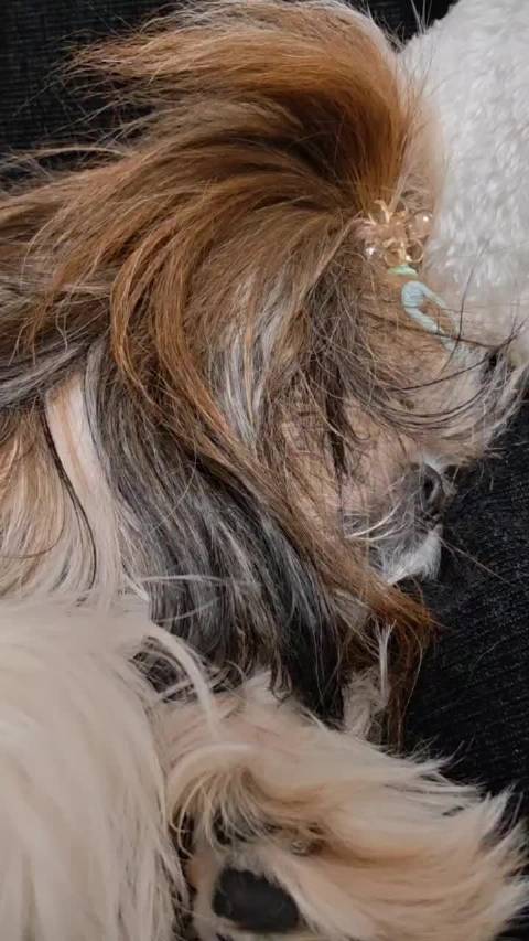 新沙发很舒服，宝宝都打呼噜了 @TEAMWANGrecords