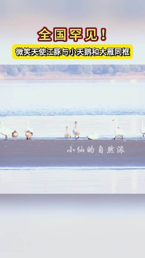 安徽长江三种珍稀保护动物同框畅游江豚天鹅大雁组团出游安徽长江 这张生态“全家福”太珍贵！