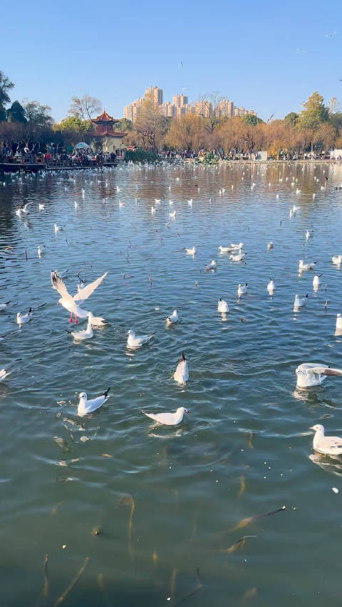 小侯，看海鸥不