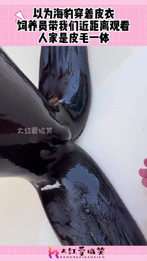 以为海豹穿着皮衣，饲养员带我们近距离观看，人家是皮毛一体！ ！