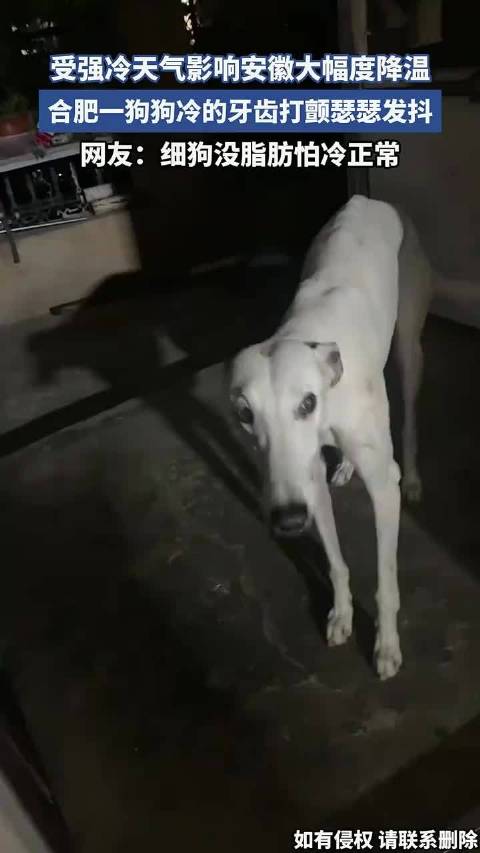 受强冷天气影响安徽大幅度降温，合肥一狗狗冷的牙齿打颤瑟瑟发抖