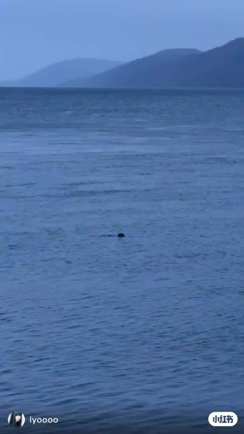 苏格兰尼斯湖水怪实为海豹，博主拍摄视频揭真相