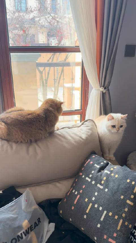 换成豆豆来就完全不熟了，俊俊又在孤立我们豆豆了