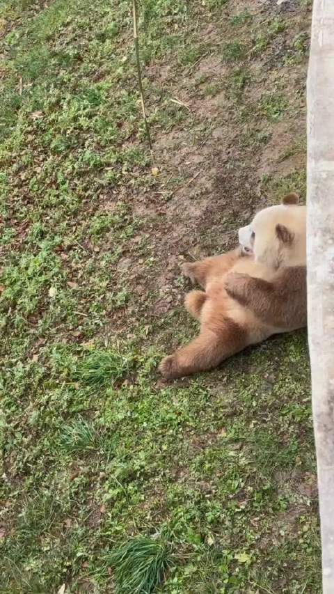 眼神确实是有点不好啊哈哈~都没有拍下来就赶紧在地上找
