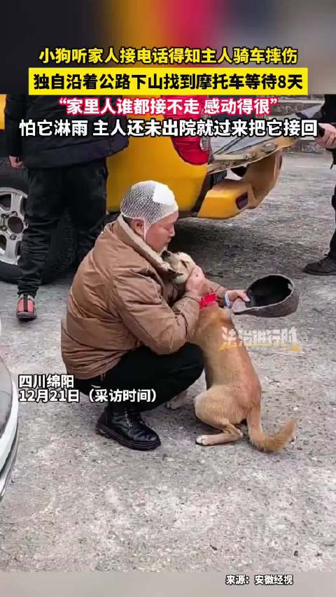 小狗听电话知主人摔伤沿公路寻车守候8天